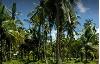 Developable lot for Sale in General Luna, Surigao Del Norte